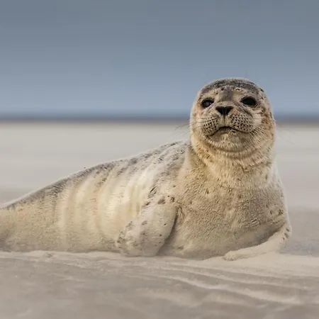 Hamac - Vue - 100m Appartement *